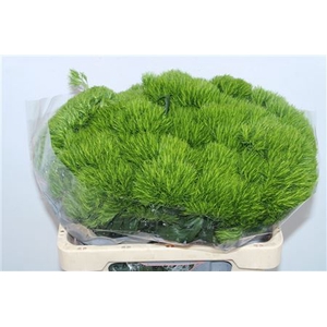 Di Barb Green Wicky