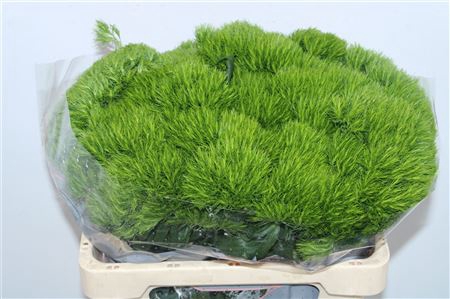 <h4>Di Barb Green Wicky</h4>