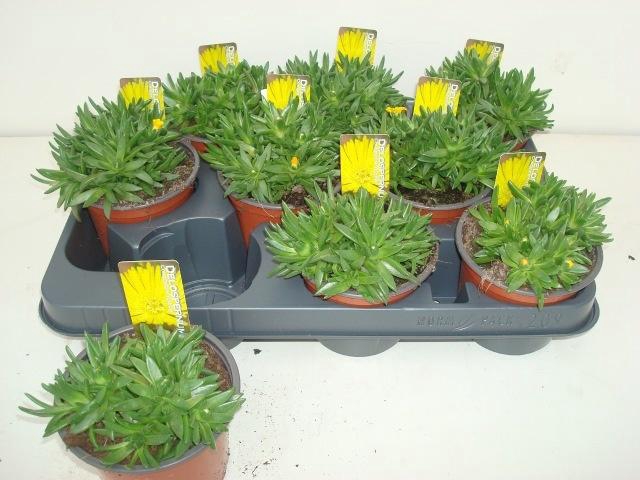 <h4>DELO CONGESTUM</h4>