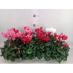Cyclamen MD 'Allure'