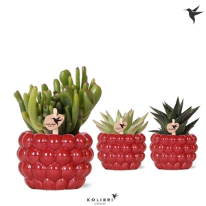 Kolibri Greens Succulenten mix in Berry pot