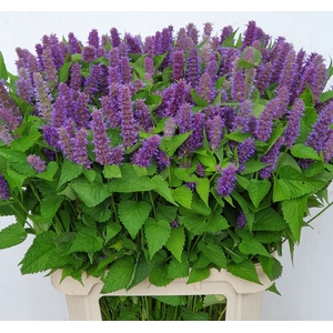 AGASTACHE OV
