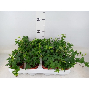 Hedera   ...green leafed