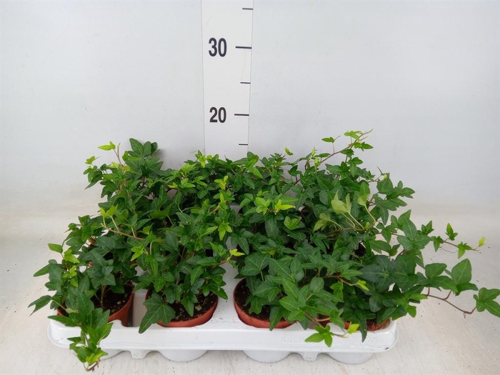 <h4>Hedera   ...green leafed</h4>