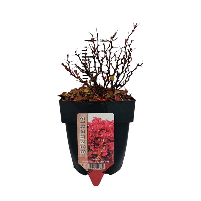 <h4>Berberis thunbergii 'Ruby Star'® P17</h4>