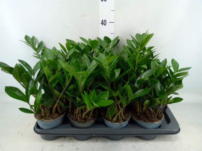 <h4>Zamioculcas zamiifolia</h4>