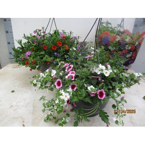 HANGING BASKETS