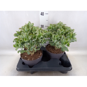 Crassula arborescens 'Curly'