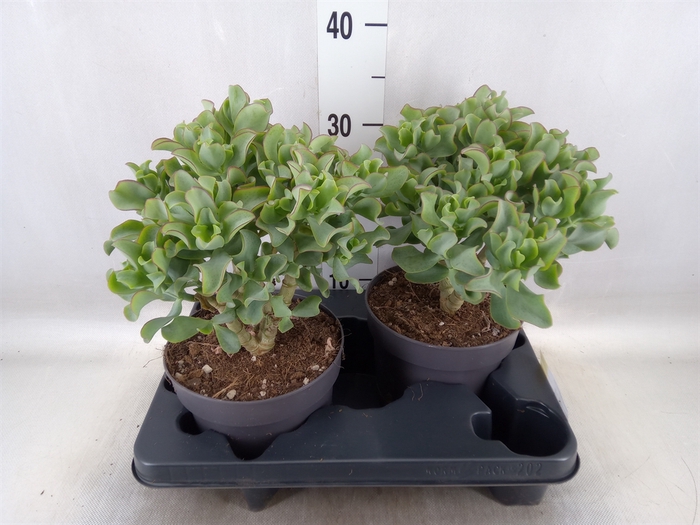 <h4>Crassula arborescens 'Curly'</h4>