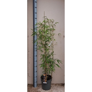 Fargesia robusta 'Campbell'