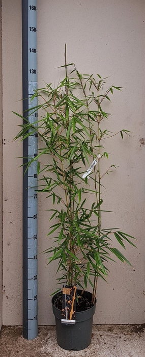 <h4>Fargesia robusta 'Campbell'</h4>