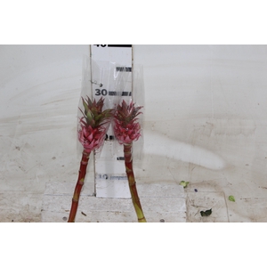 ANANAS MINI