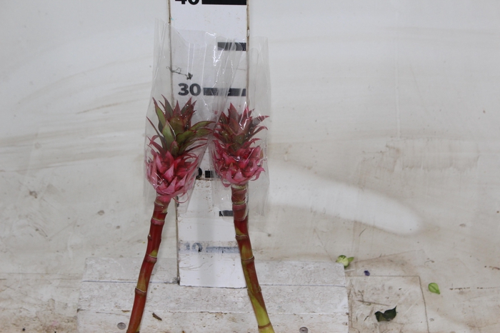 <h4>ANANAS MINI</h4>