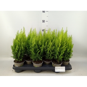 Chamaecyparis laws. 'Ellwoods Emp'