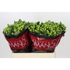Hypericum Lucky Romance