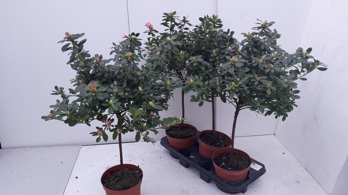 <h4>RHODO SI OV</h4>