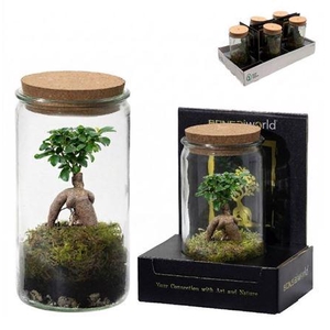 Bonsai Ov In Glas