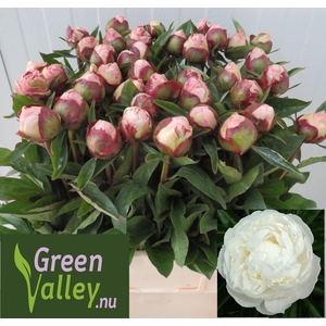 PAEONIA GARDENIA PAEO L GARDENIA