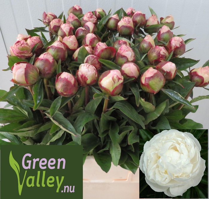 <h4>PAEONIA GARDENIA PAEO L GARDENIA</h4>