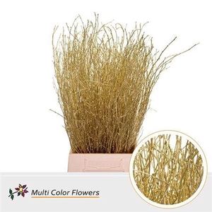 Betula Klb Goud 70 Cm