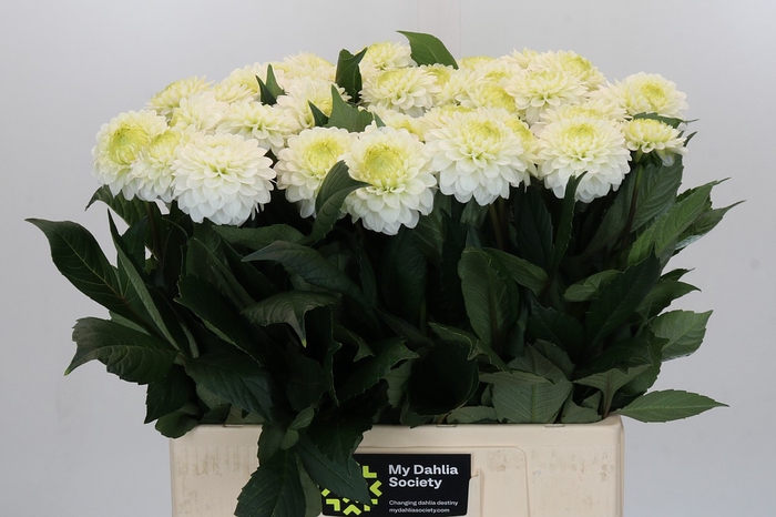 <h4>Dahlia Caro</h4>