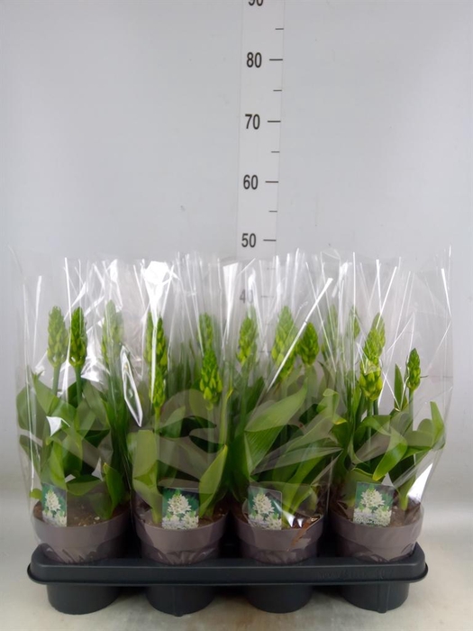 <h4>Ornithogalum thyrs.</h4>