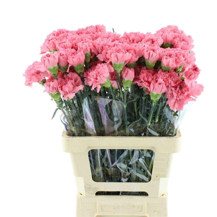 <h4>DI ST BETSY</h4>