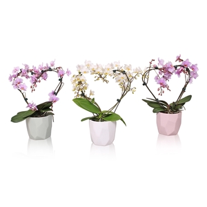 Phal. Multi vorm mix 