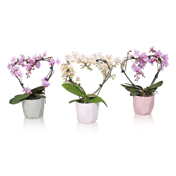 <h4>Phal. Multi vorm mix "Blossoming Heart" in BGC734 Vlakkenpot</h4>