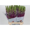 Antirrhinum Potomac Purple