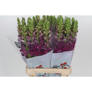 Antirrhinum Potomac Purple