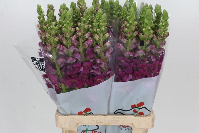 <h4>Antirrhinum Potomac Purple</h4>
