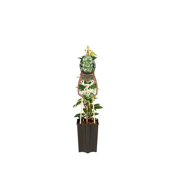 <h4>Trachelospermum jasminoides +3.0 label</h4>