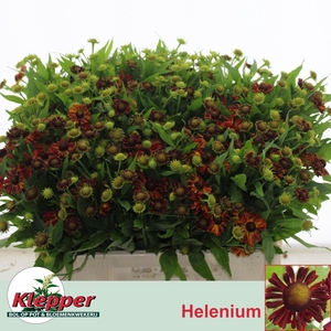 HELEN AUTUMN FIRE