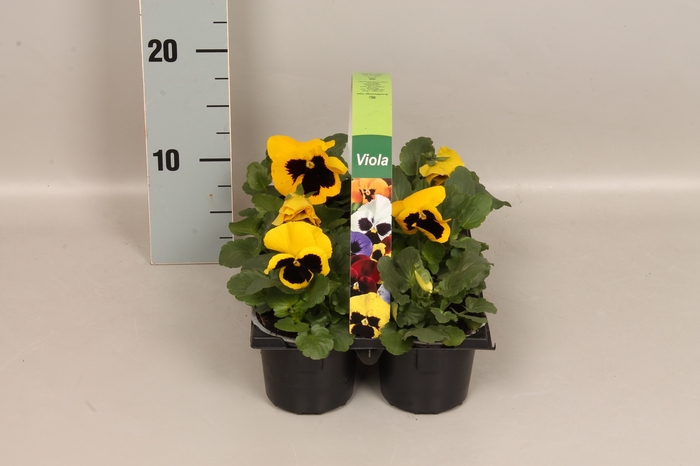 Viola wittrockiana sixpack F1 Yellow with Blotch