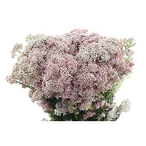 Ozothamnus Cooks Tall Pink