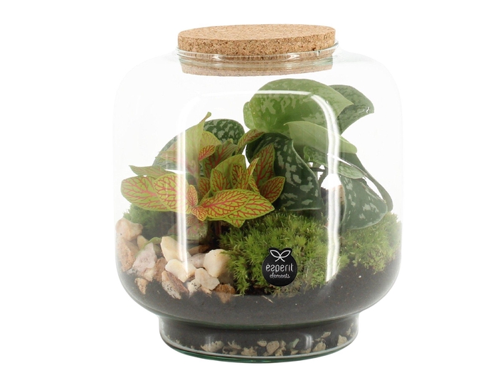 <h4>90614: Terrarium arrangement</h4>