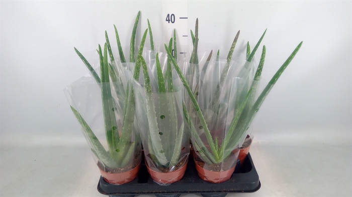 <h4>Aloe vera</h4>
