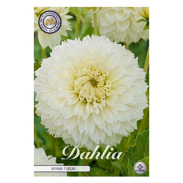 <h4>Dahlia Fubuki Myama x1</h4>