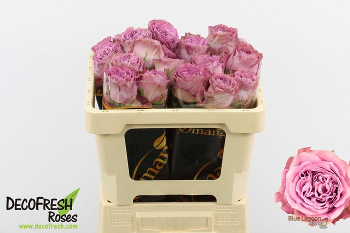 <h4>R Gr Blue Lagoon</h4>