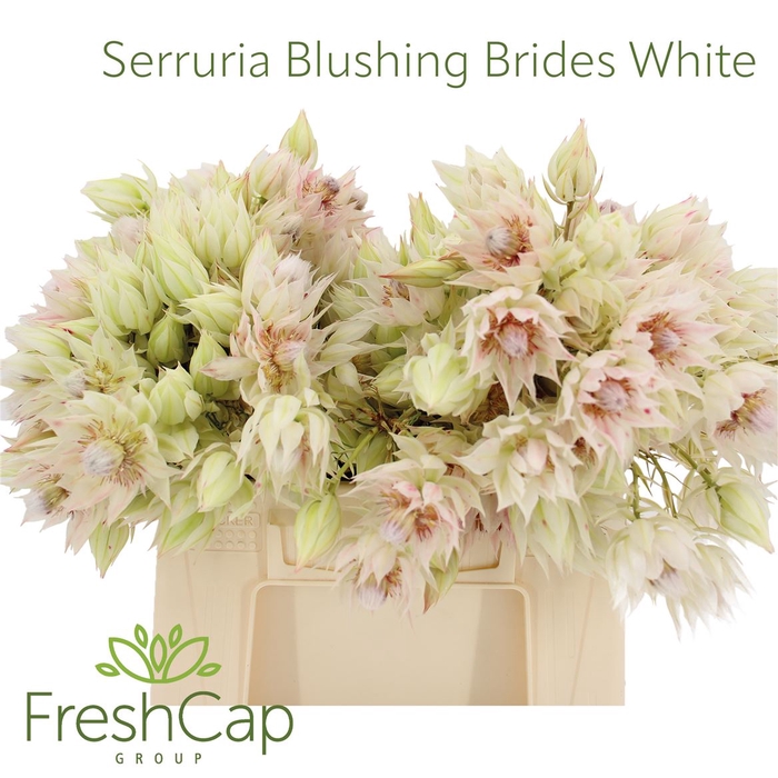<h4>Serruria Blushing Brides White 1-3 Flwrs</h4>