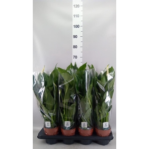 Spathiphyllum  'Sweet Chico'