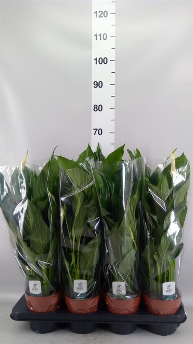 <h4>Spathiphyllum  'Sweet Chico'</h4>
