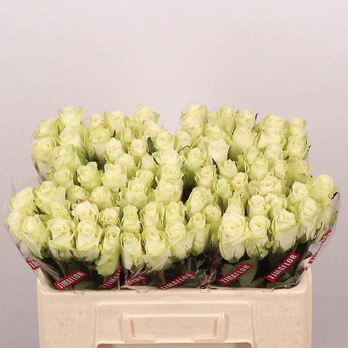 <h4>Rosa large athena</h4>