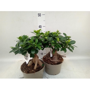 Ficus microcarpa 'Ginseng'