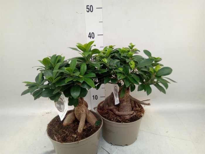 <h4>Ficus microcarpa 'Ginseng'</h4>