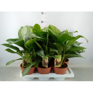 Aglaonema  'Silver Bay'