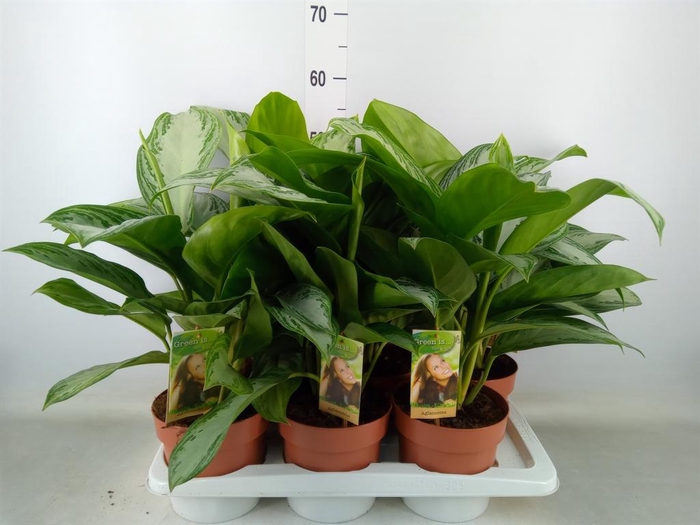 <h4>Aglaonema  'Silver Bay'</h4>