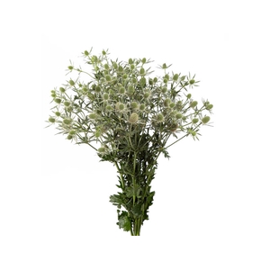 ERYNGIUM MAGICAL WHITE LAGOON 060 CM