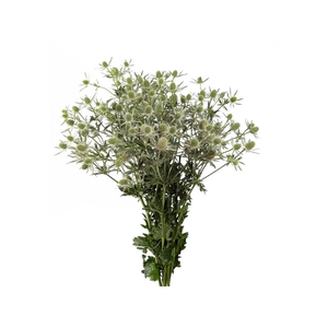 ERYNGIUM MAGICAL WHITE LAGOON 050 CM